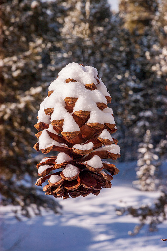 A single pinecone, seemingly suspended in mid air, is filled with new snow.