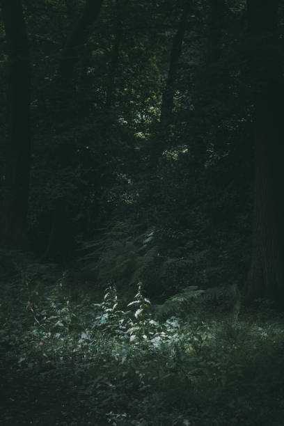 istock Fern green vegetation background 1405666083