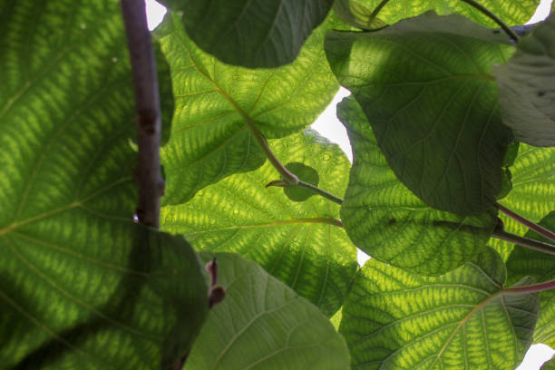 the leaves of my kiwi tree are green and beautiful and there are many of them