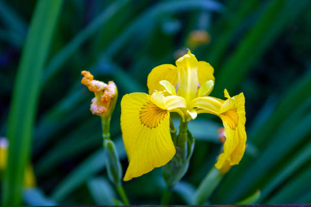 istock yellow iris bloomed in a flower bed, selective focus 1405667881