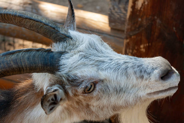 istock mountain goat with big horns, close-up 1405667884