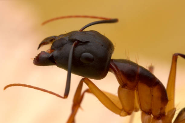 A red Ant in a high magnification shot.