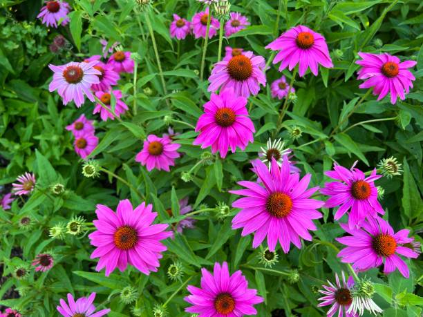 istock Beautiful Coneflowers in Bloom 1405670345