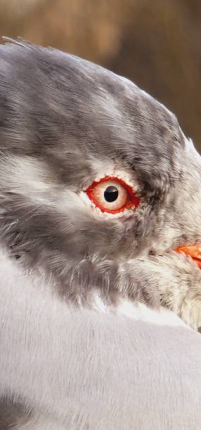 istock portrait of a seagull 1405670476