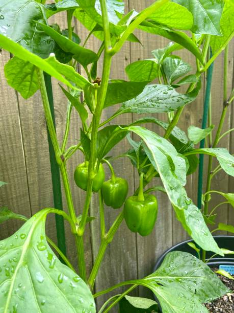 istock Bell peppers growing on a bell pepper plant in a container garden 1405670488