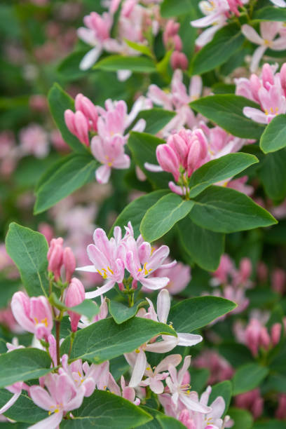 istock Tatarian honeysuckle (Lonicera tatarica) blooming in the garden. 1405671298