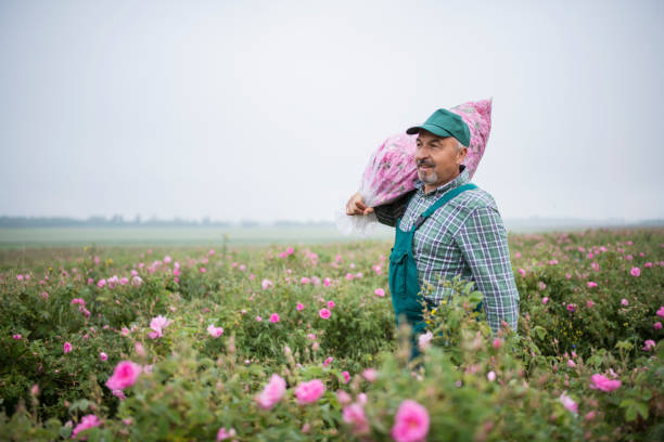 istock Hard working senior farmer on rosa damascena harvest. 1405672830