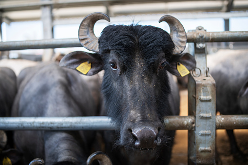Portrait of black cattle in a dairy farm.