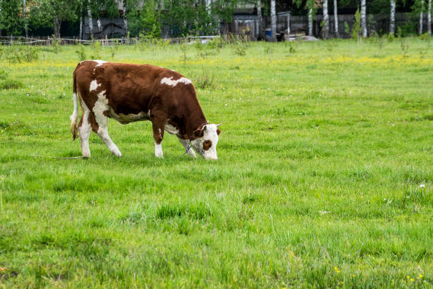 istock Brown - white cow grazes on a green meadow 1405672963