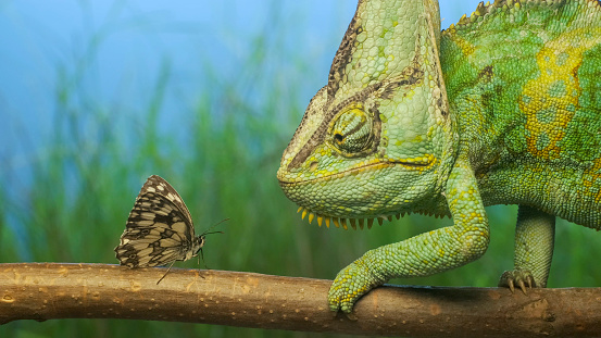 Close-up, adult bright green chameleon preys on motley butterfly. Veiled chameleon (Chamaeleo calyptratus) and Eastern Bath white butterfly (Pontia edusa)