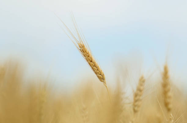 istock Spikelets of wheat 1405673247