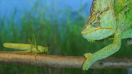 Close-up, elderly bright green chameleon is hunting on Grasshopper. Veiled chameleon (Chamaeleo calyptratus) and Great green bush-cricket (Tettigonia)
