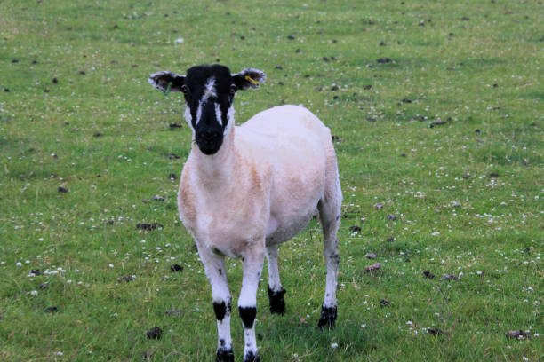 istock A view of a Sheep 1405674742