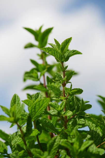 plante de menthe poivrée au soleil contre le ciel - menthe verte photos et images de collection