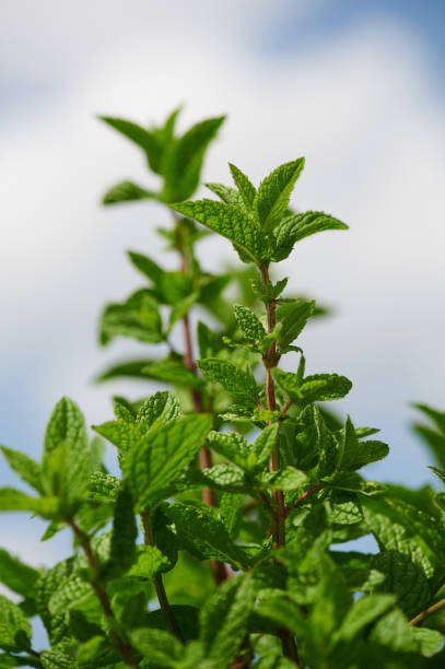 peppermint plant in the sunshine against the sky fresh peppermint plant against cloudy sky spearmint stock pictures, royalty-free photos & images