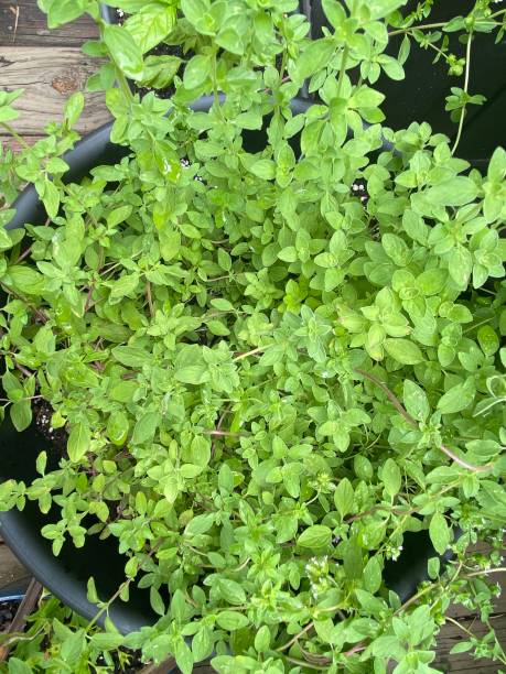 um pote cheio de orégano crescendo em um jardim de contêineres - herb garden healthy eating freshness marjoram - fotografias e filmes do acervo