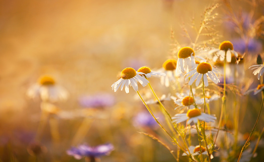 Summer wild meadow in sunset light with daisy flowers and cornflowers