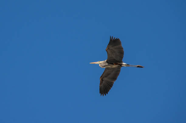 istock Great Blue Heron in Flight Over Meramec River 1405677241