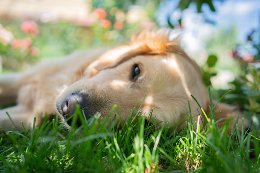 Golden retriever resting on back yard,sleeping golden retriever dog laying on green grass shot from top view