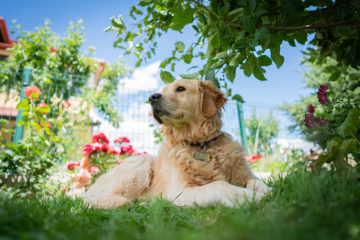Golden retriever dog sitting on under the tree in back yard.