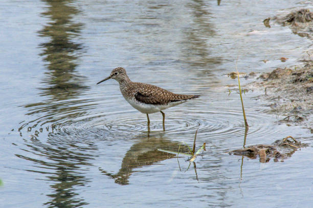 istock Solitary Sandpiper Wading in Pond 1405678107