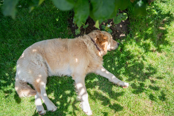 Golden retriever resting on back yard,sleeping golden retriever dog laying on green grass shot from top view