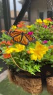 istock Endangered Monarch butterfly on portulaca plant 1405678172