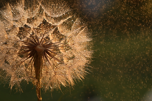 Dandelion seed with drops of water and sunlight