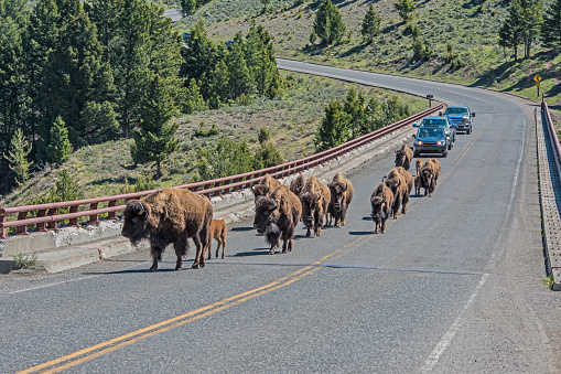 The American bison (Bison bison), also commonly known as the American buffalo found in numbers in Yellowstone National Park, Wyoming. A line up of bison on a bridge with a row of cars waiting behind.