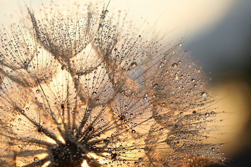 Dandelion seed with drops of water and sunlight