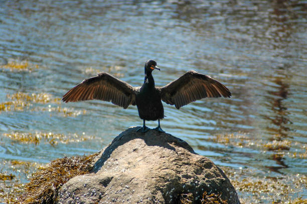 istock Cormorant Sunning Itself on Rocks 1405678324