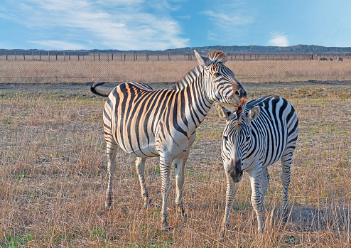 Zebras beautiful animals in steppe, couple African herbivore animals autumn sunset landscape.
