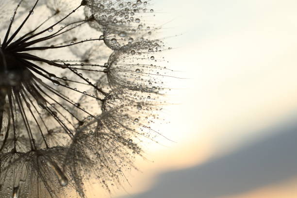 istock Dandelion seed with drops of water 1405678338