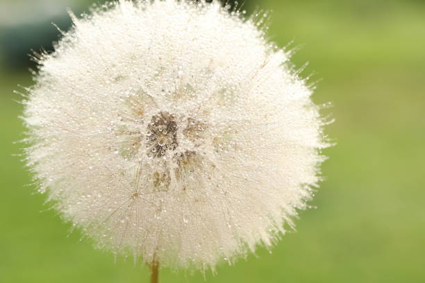 Dandelion seed with drops of water and sunlight