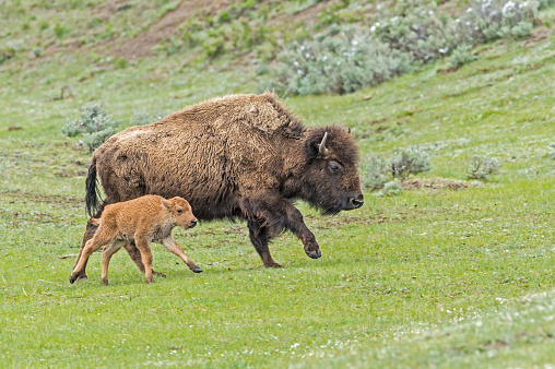 The American bison or simply bison (Bison bison), also commonly known as the American buffalo or simply buffalo, Yellowstone National Park, Wyoming. Mother and young calf running.