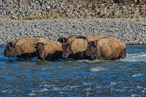 The American bison or simply bison (Bison bison), also commonly known as the American buffalo or simply buffalo, Yellowstone National Park, Wyoming. Crossing a river.