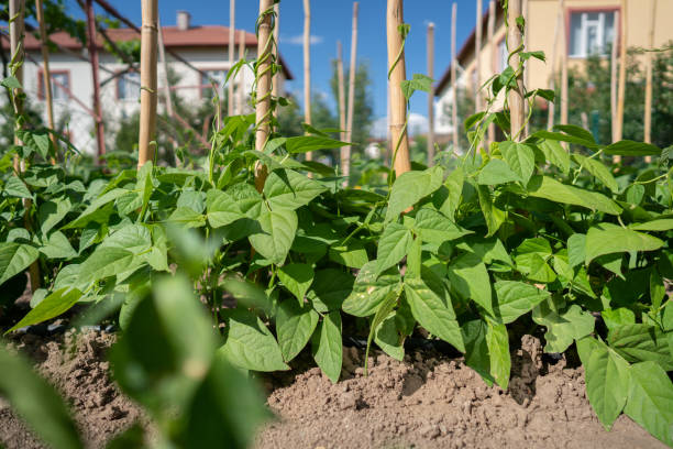The vegetable garden with rows of green beans in back yard