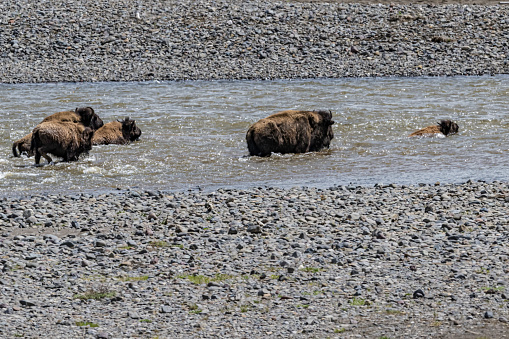 A pair of black bear twin cubs scamper across a gravelly surface, centered in the horizontal frame.  Both cubs are in a galloping pose with concerned expressions because the mother has left them straggling  behind.