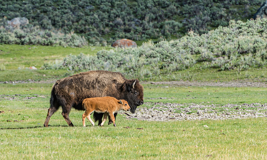 The American bison or simply bison (Bison bison), also commonly known as the American buffalo or simply buffalo, Yellowstone National Park, Wyoming. Mother and young calf.