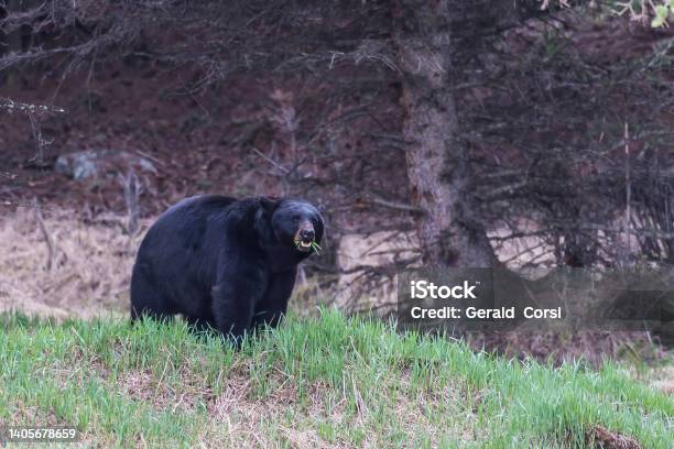 The American Black Bear Is A Mediumsized Bear Native To North America And Found In Yellowstone National Park A Male Bear Stock Photo - Download Image Now