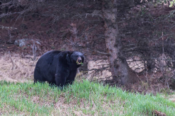 ursus americanus é um urso de tamanho médio nativo da américa do norte e encontrado no parque nacional de yellowstone. um urso macho. - male animal american black bear mammal animals in the wild - fotografias e filmes do acervo