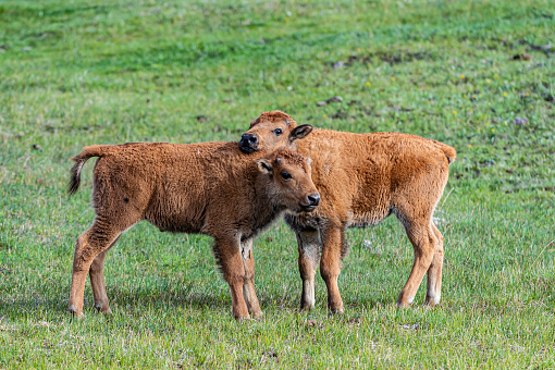The American bison (Bison bison), also commonly known as the American buffalo found in numbers in Yellowstone National Park, Wyoming. A young bison calf.