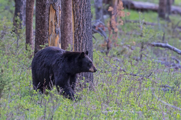 ursus americanus é um urso de tamanho médio nativo da américa do norte e encontrado no parque nacional de yellowstone. um urso macho. - male animal american black bear mammal animals in the wild - fotografias e filmes do acervo