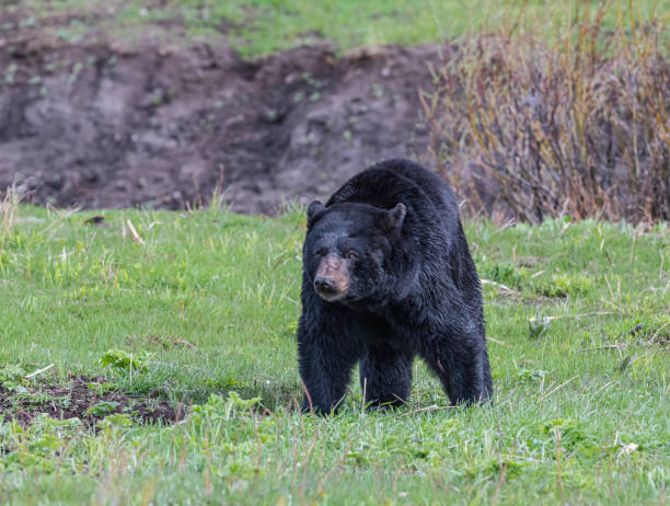 ursus americanus é um urso de tamanho médio nativo da américa do norte e encontrado no parque nacional de yellowstone. um urso macho. - male animal american black bear mammal animals in the wild - fotografias e filmes do acervo