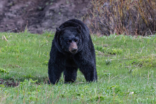 The American black bear (Ursus americanus) is a medium-sized bear native to North America and found in Yellowstone National Park. A male bear. stock photo