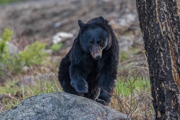 ursus americanus é um urso de tamanho médio nativo da américa do norte e encontrado no parque nacional de yellowstone. um urso macho. - male animal american black bear mammal animals in the wild - fotografias e filmes do acervo