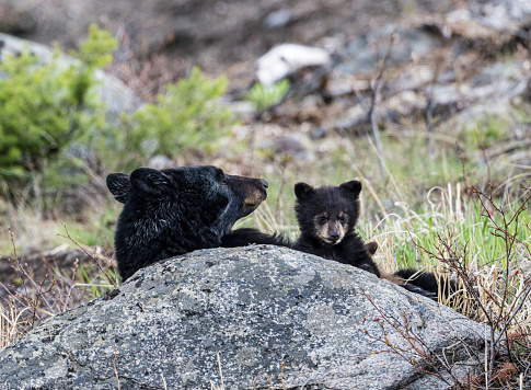 The American black bear (Ursus americanus), or simply black bear, is a medium-sized bear endemic to North America. Yellowstone National Park, Wyoming. Mother and cub.