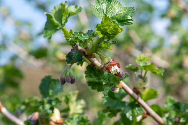 istock European gooseberry (ribes uva-crispa) 1405680122