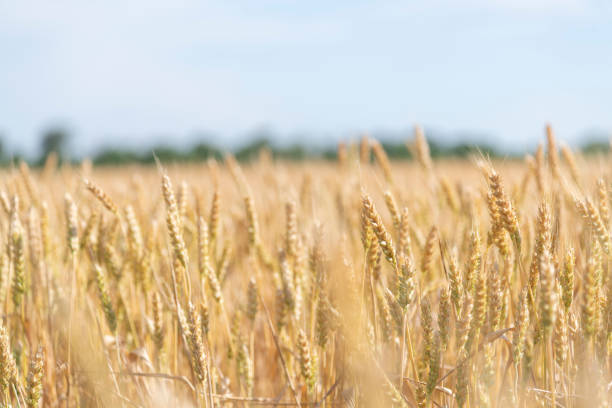 istock Ears of wheat on agricultural field 1405681541