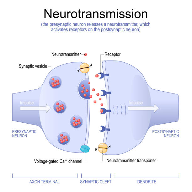 struktura synapsy. neuroprzekaźnik, pęcherzyki synaptyczne i rozszczep synaptyczny. - neurotransmission stock illustrations